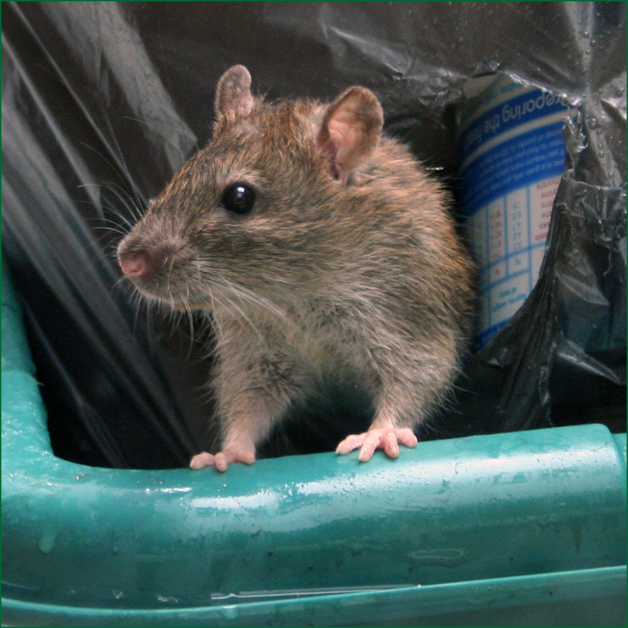 Rat in Bin - a common sight in Newbury